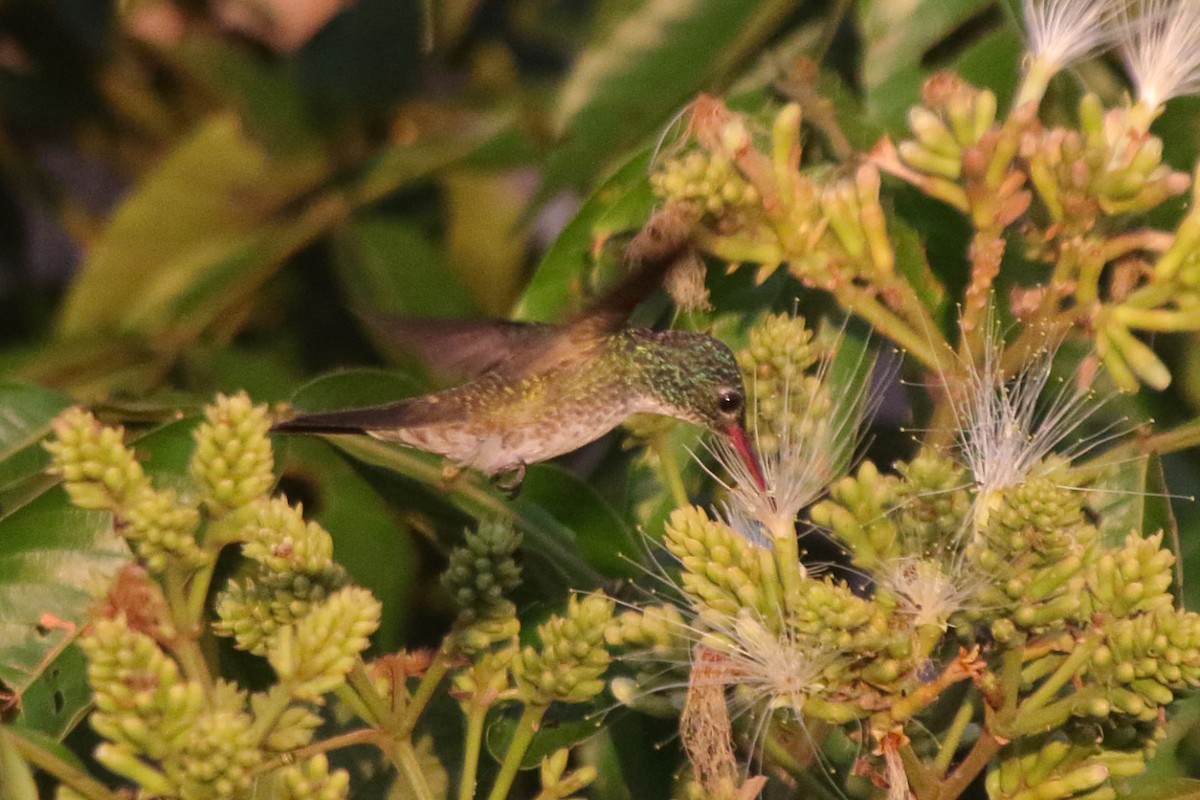 tupikolibri - ML239813391