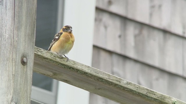 Black-headed Grosbeak - ML239813491