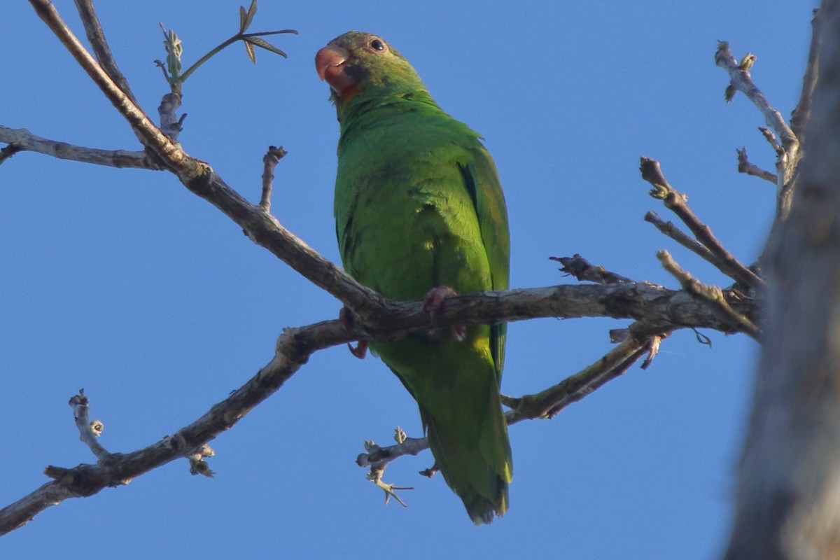 Cobalt-winged Parakeet - ML239813621