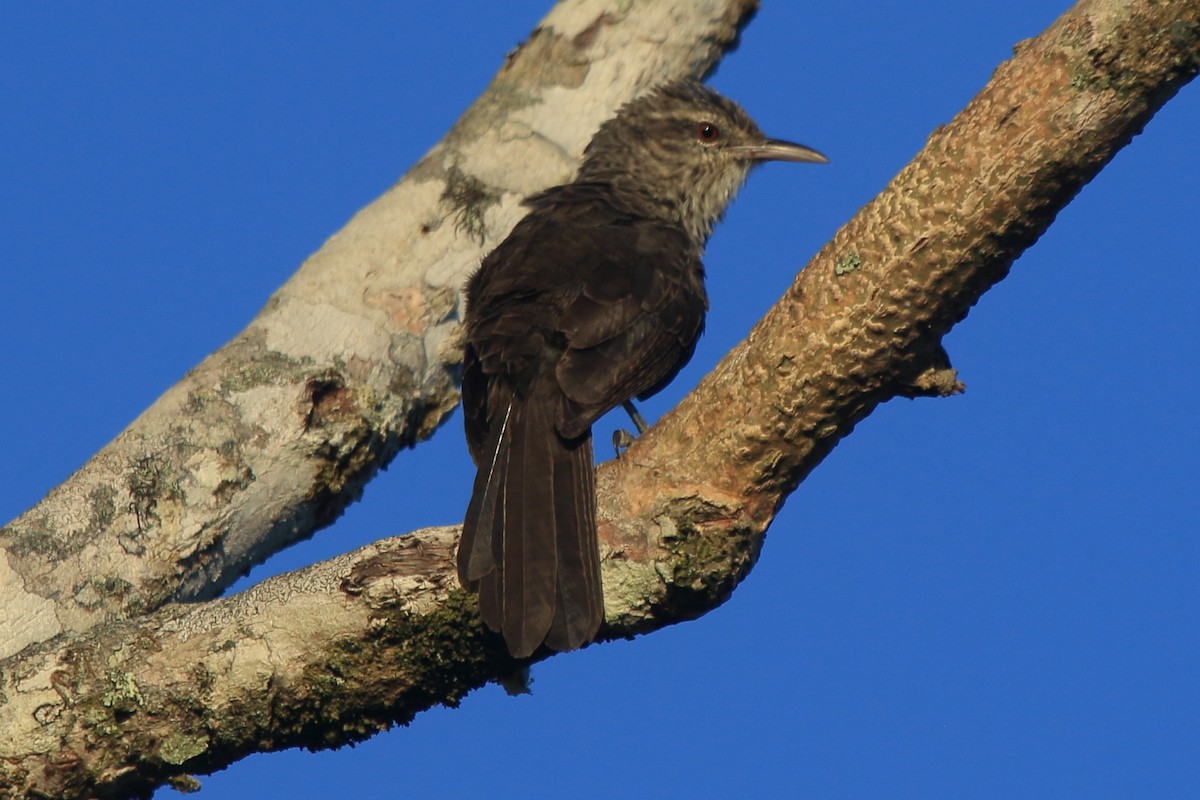 Thrush-like Wren - ML239813691