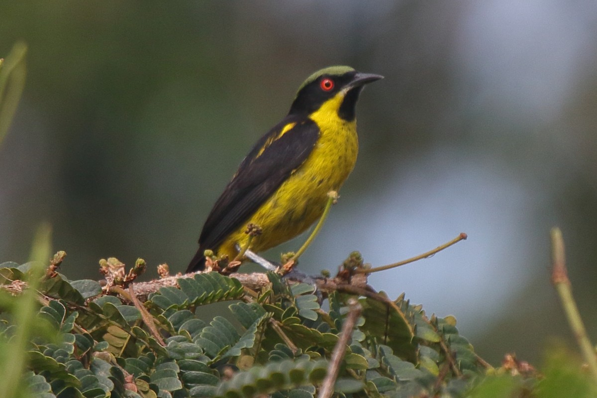 Yellow-bellied Dacnis - ML239814421