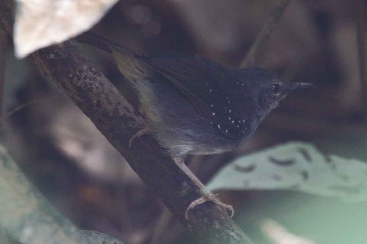 Silvered Antbird - ML239814571