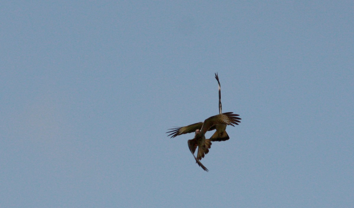 Yellow-headed Caracara - ML23981481