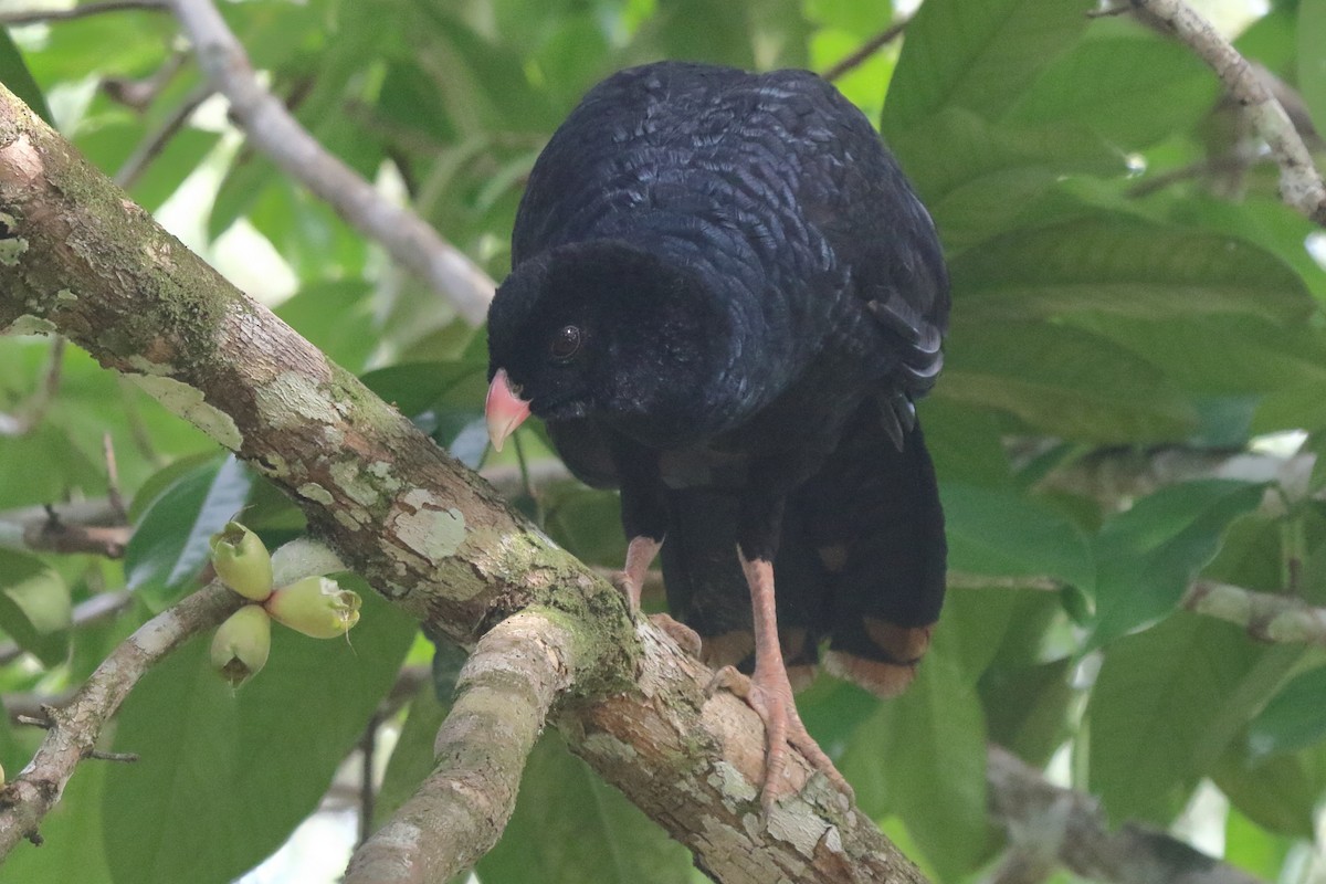 Crestless Curassow - Fabio Olmos