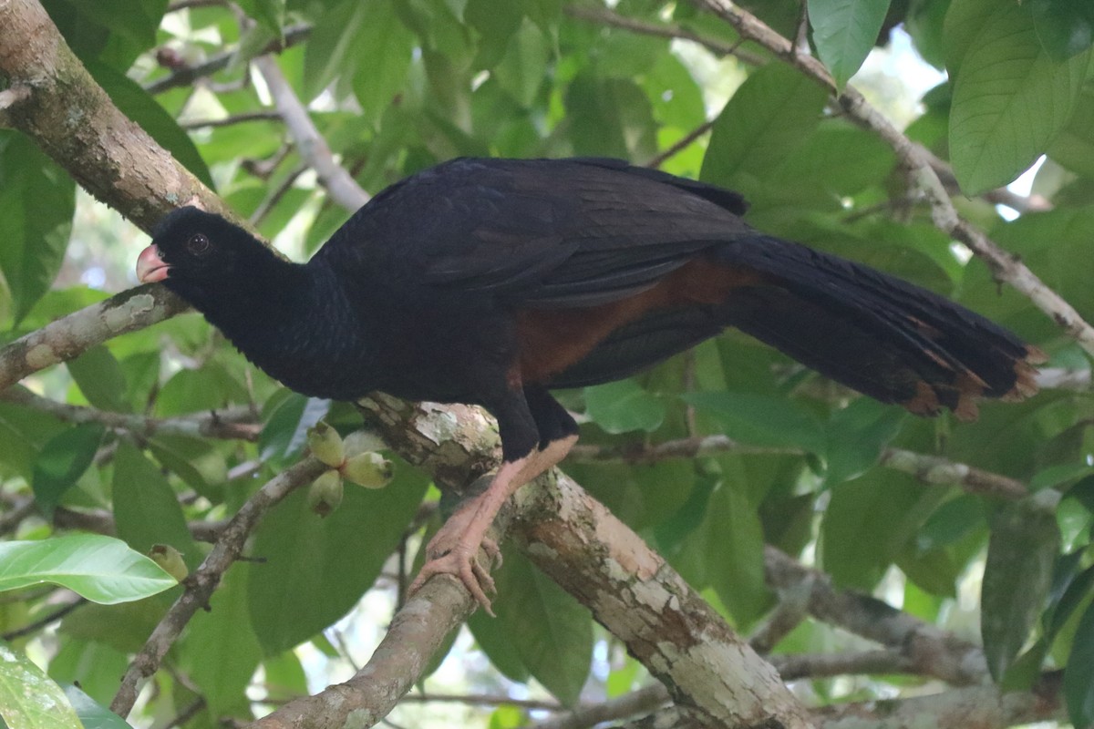 Crestless Curassow - ML239815021