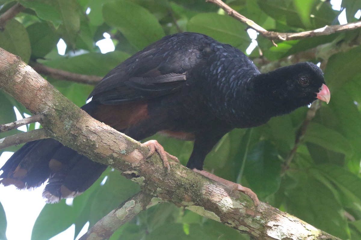 Crestless Curassow - ML239815041