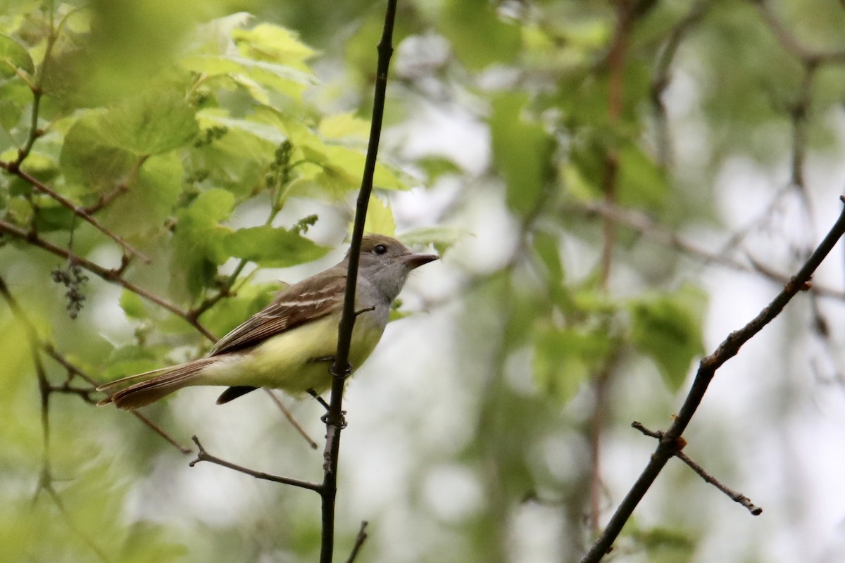 Great Crested Flycatcher - Gustino Lanese