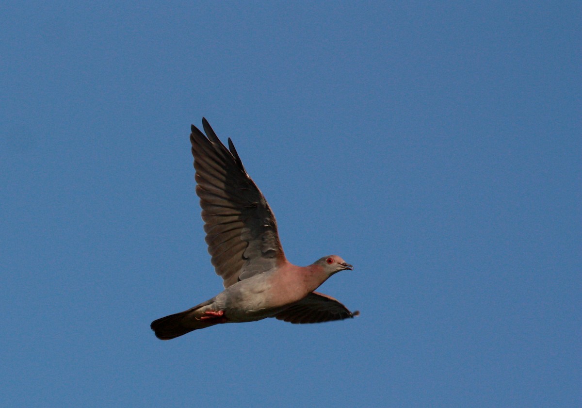 Pale-vented Pigeon - ML23981891