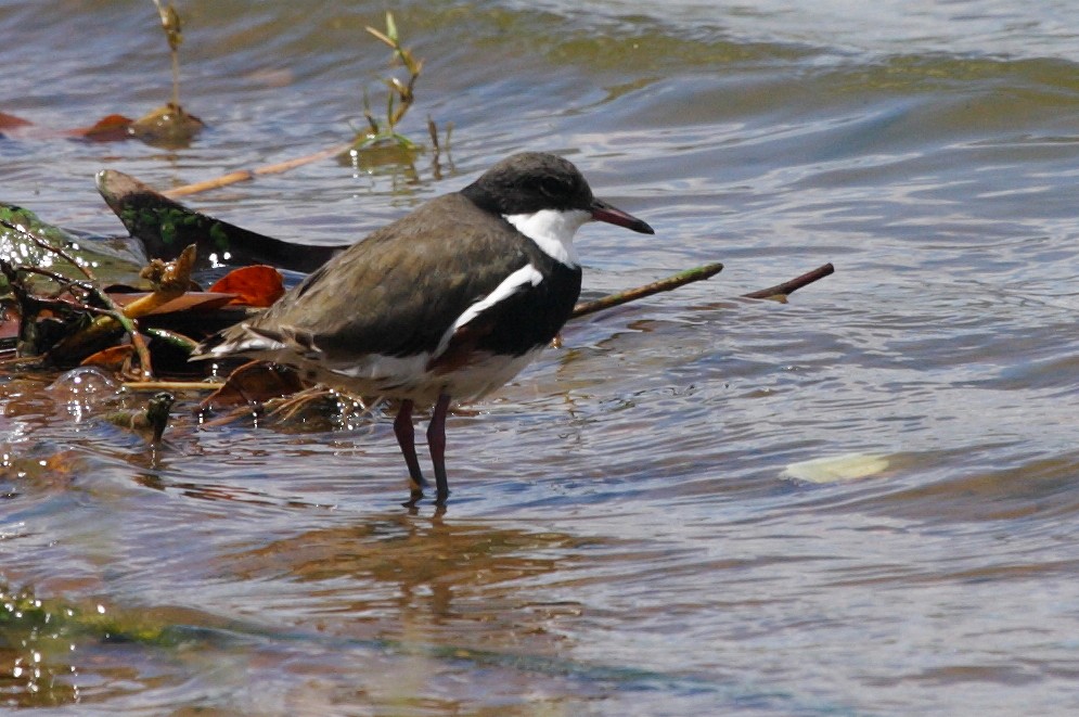 Red-kneed Dotterel - Richard Fuller