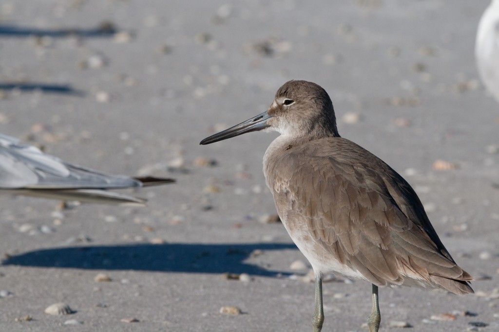 Willet - ML239819991