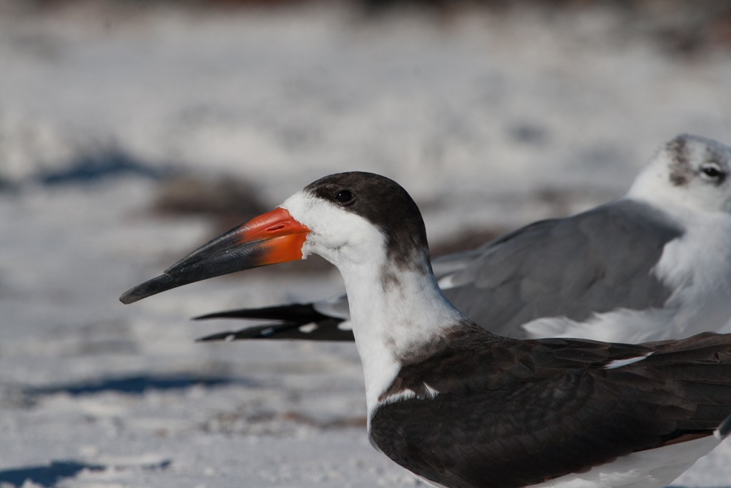 Black Skimmer - ML239820011