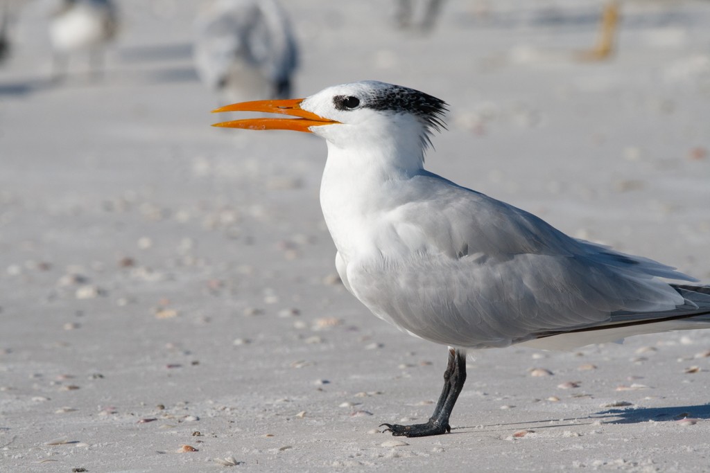 Royal Tern - Nigel Parr