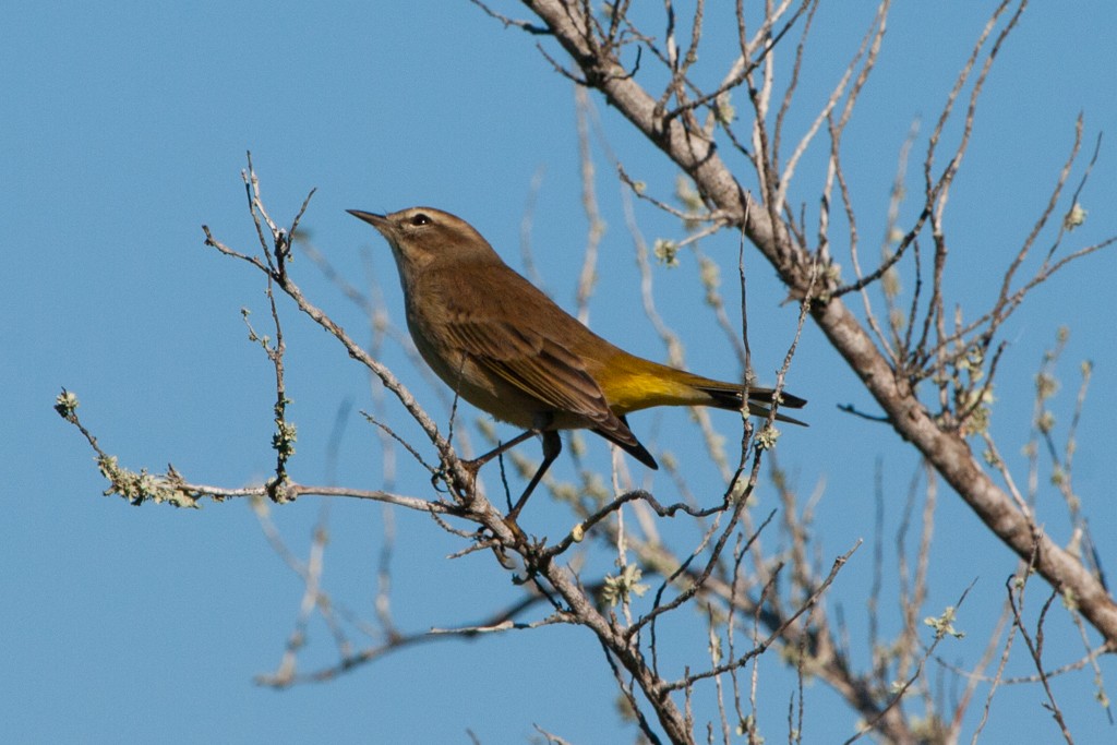 Palm Warbler - ML239820141