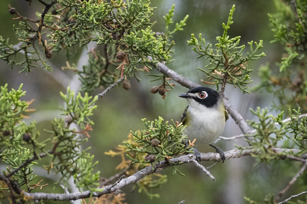 Black-capped Vireo - Bryan Calk
