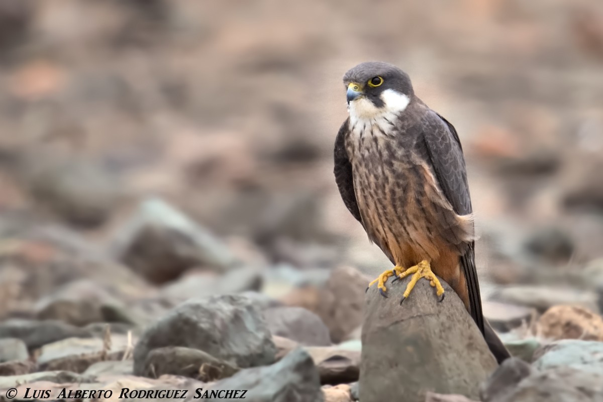 Eleonora's Falcon - ML239821461