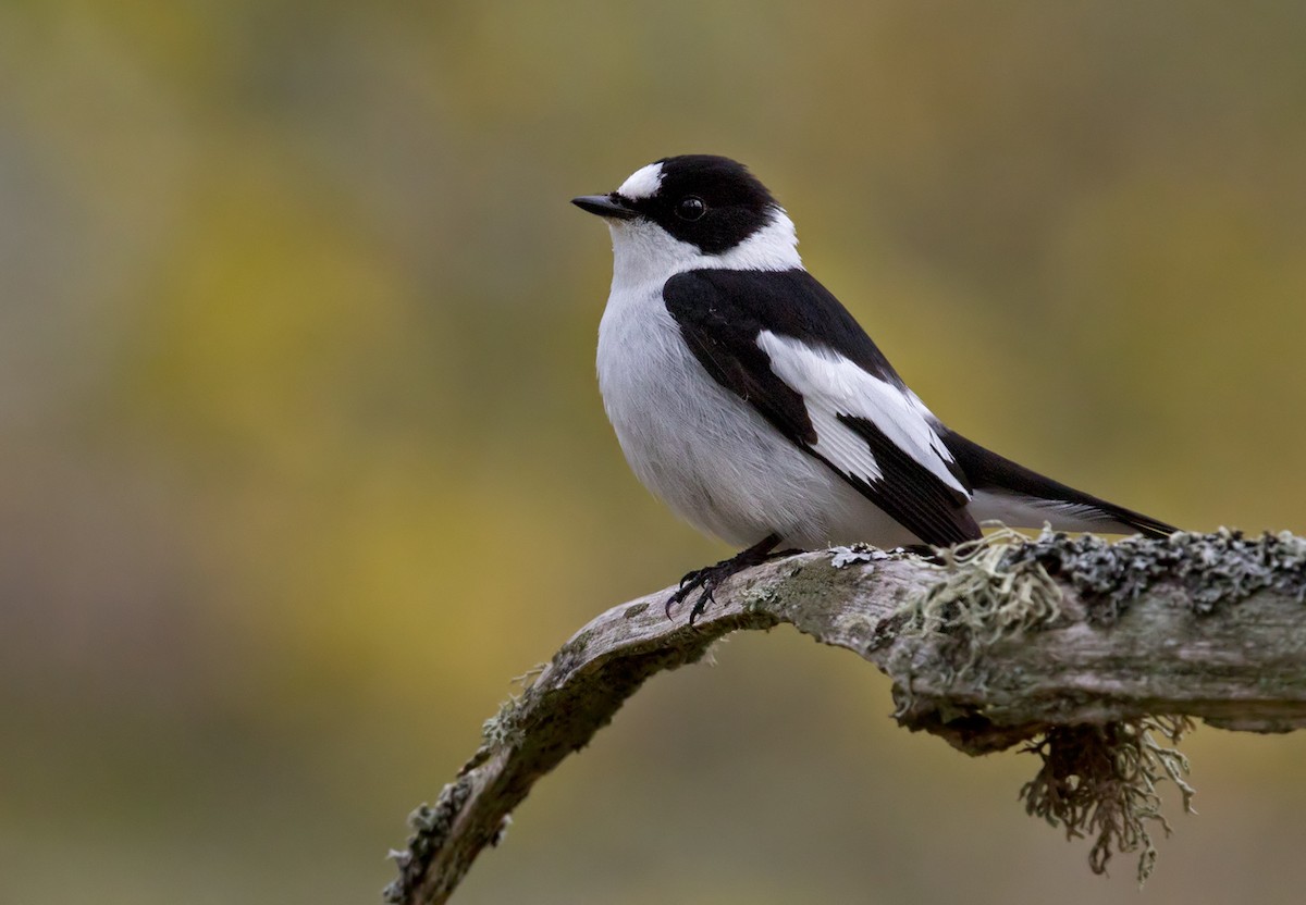 Collared Flycatcher - ML239821591