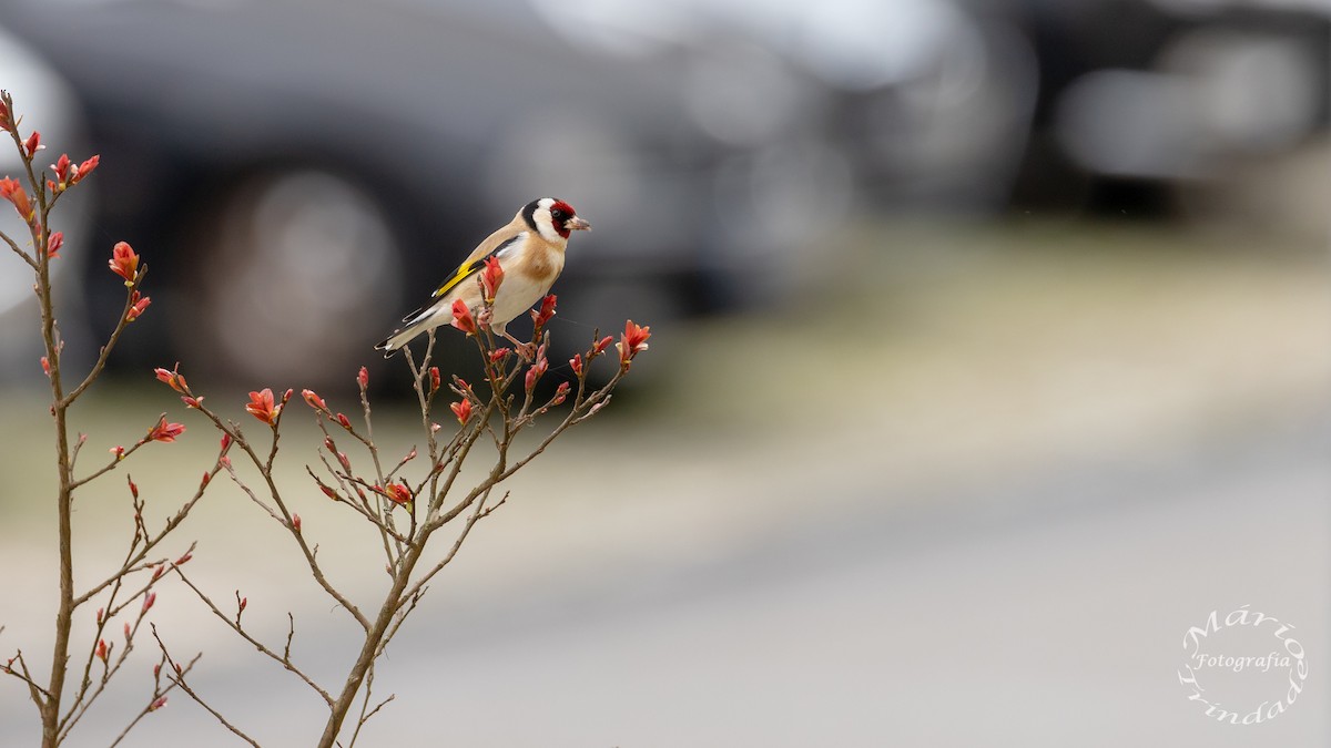 European Goldfinch - Mário Trindade