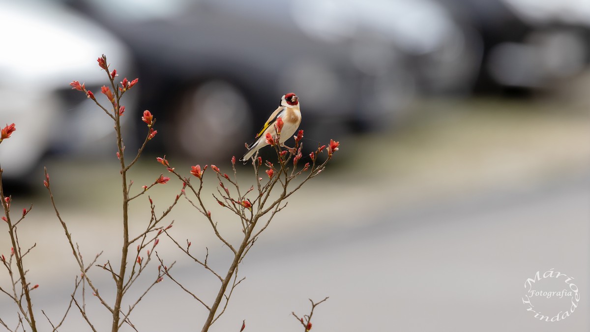 European Goldfinch - Mário Trindade