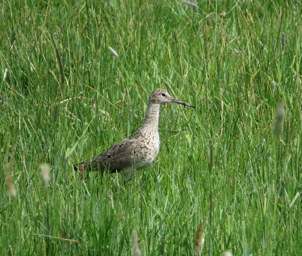 Willet - ML239822311