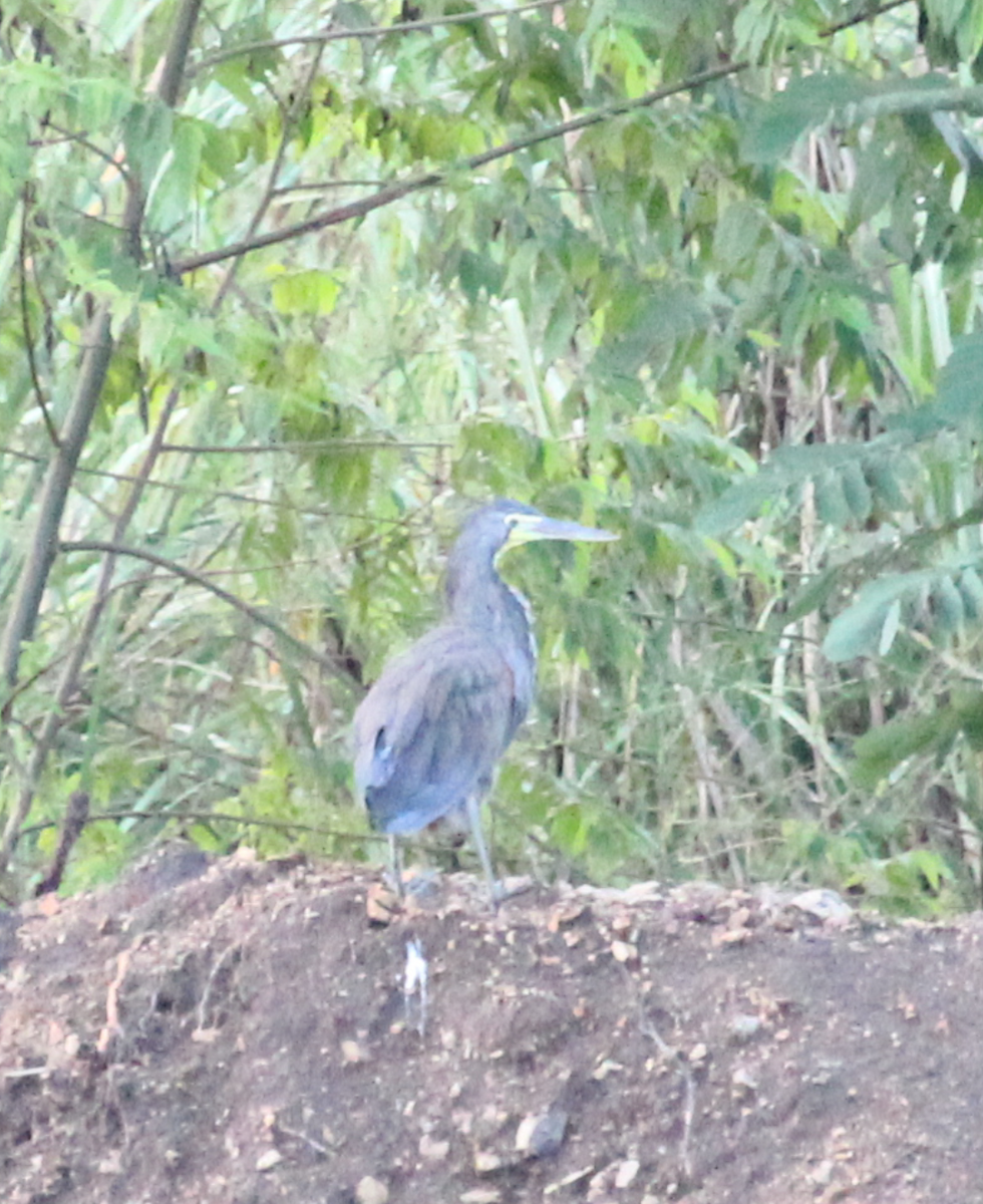 Bare-throated Tiger-Heron - ML239823501