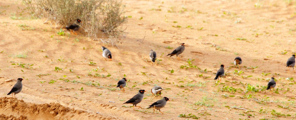 Bank Myna - Jacek Betleja