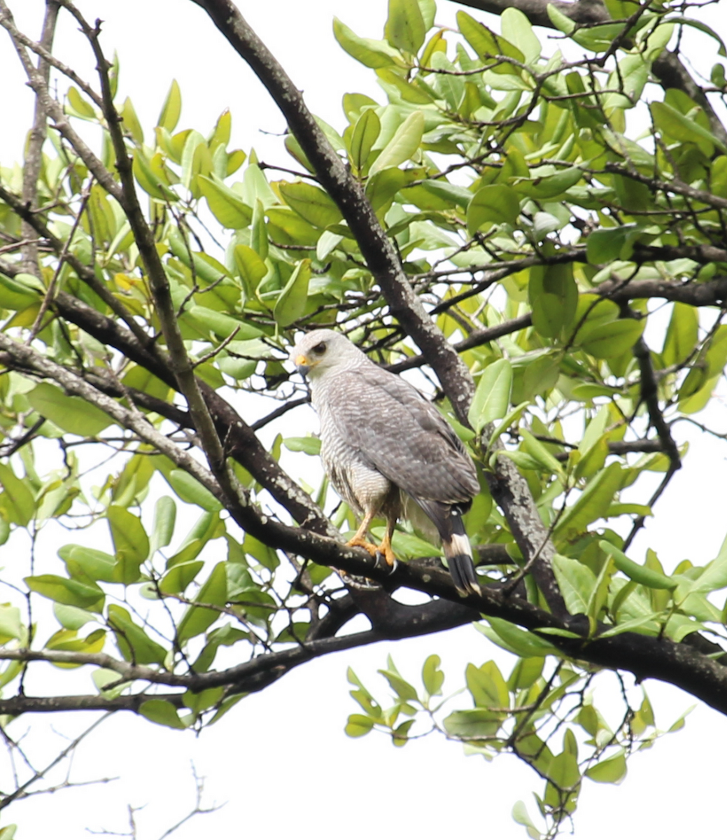 Gray-lined Hawk - ML239824581