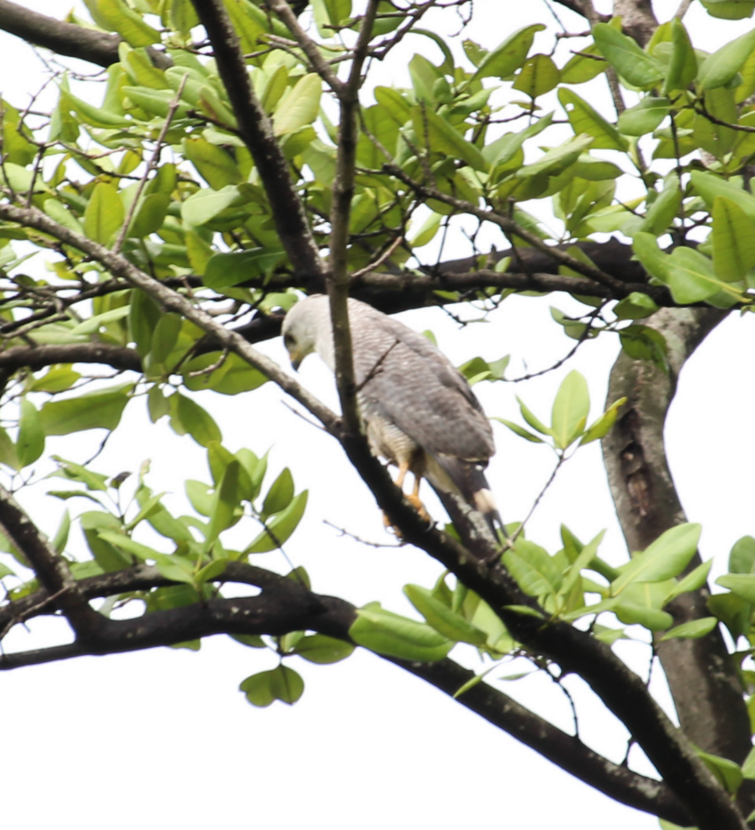 Gray-lined Hawk - ML239824631