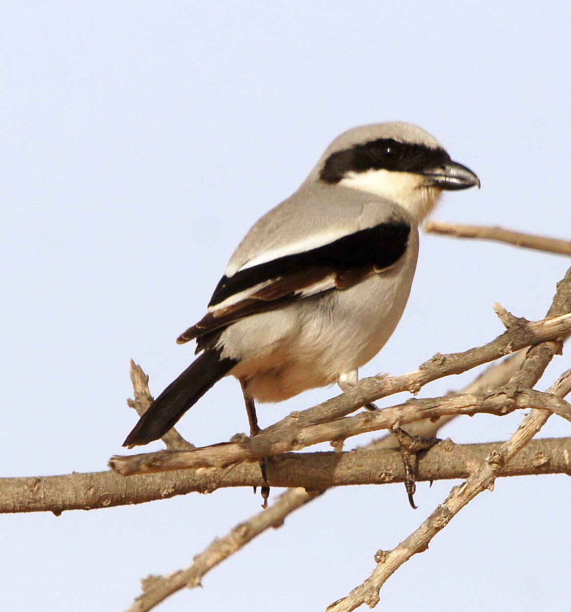 Great Gray Shrike - ML239824961