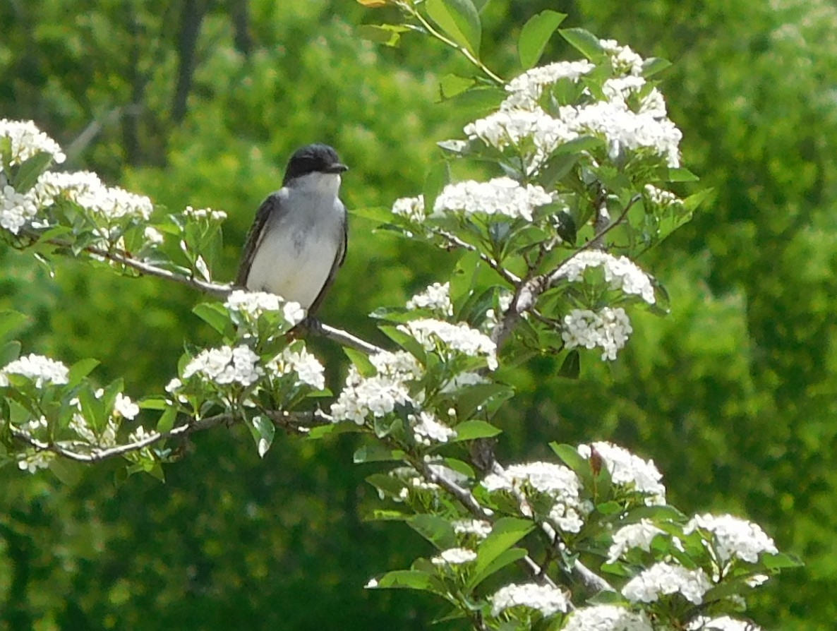 Eastern Kingbird - ML239826361
