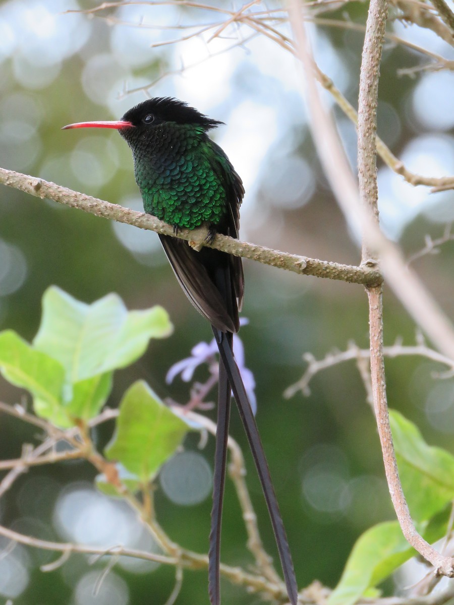 Colibri à tête noire - ML23982841