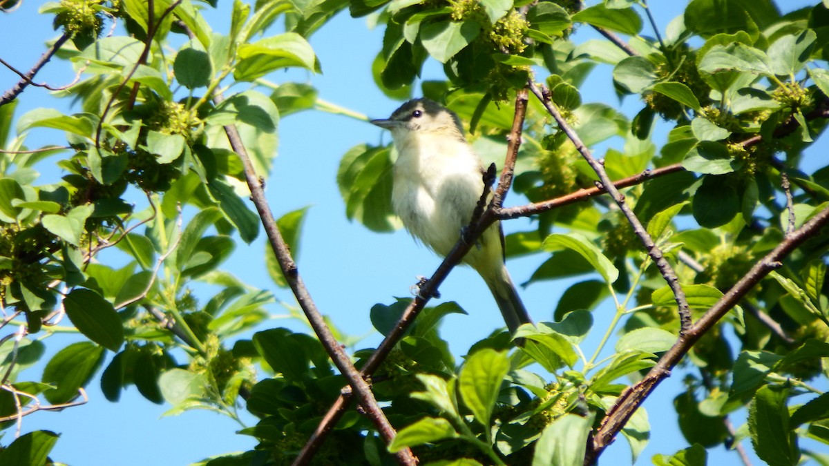 Bell's Vireo - ML239828481