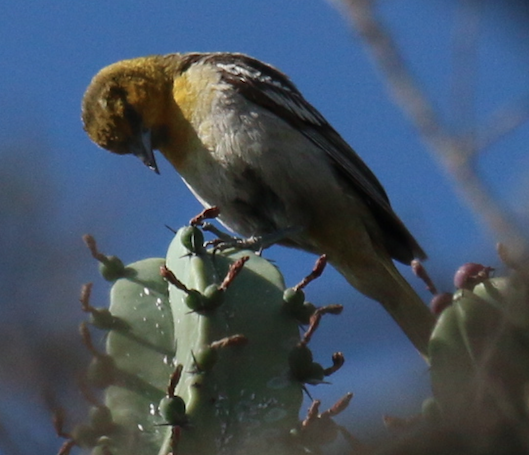 Icteridae sp. - ML239828701