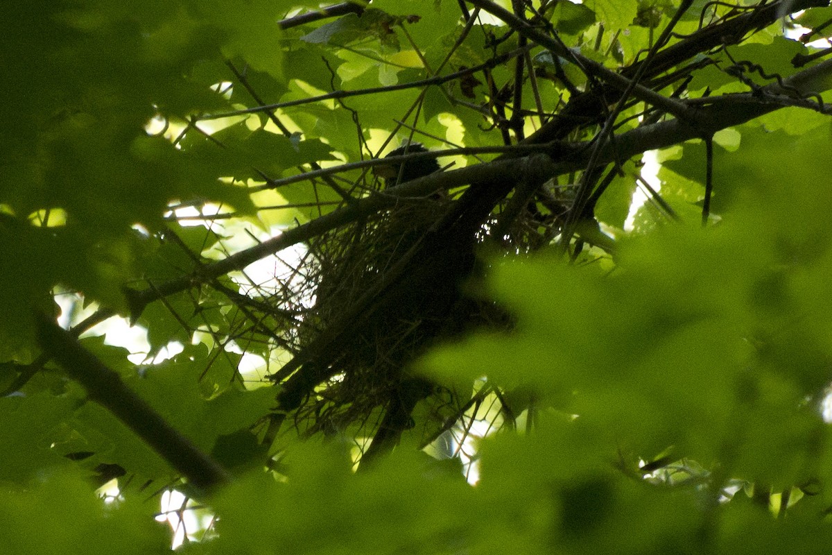 Rose-breasted Grosbeak - ML239828821