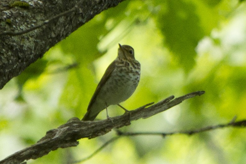 Swainson's Thrush - ML239828911