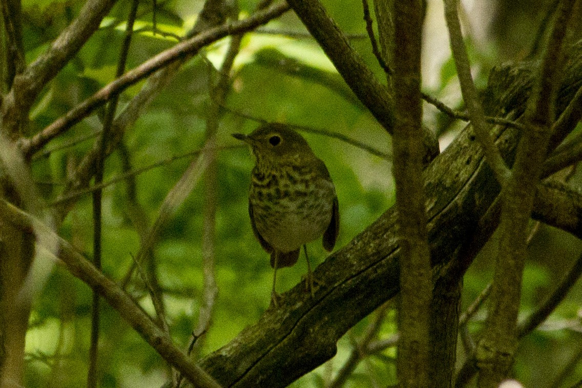 Swainson's Thrush - ML239828931