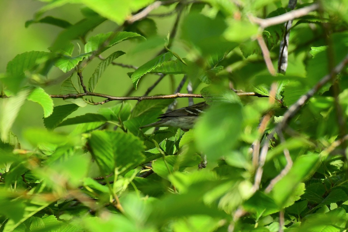 Blackpoll Warbler - ML239828961