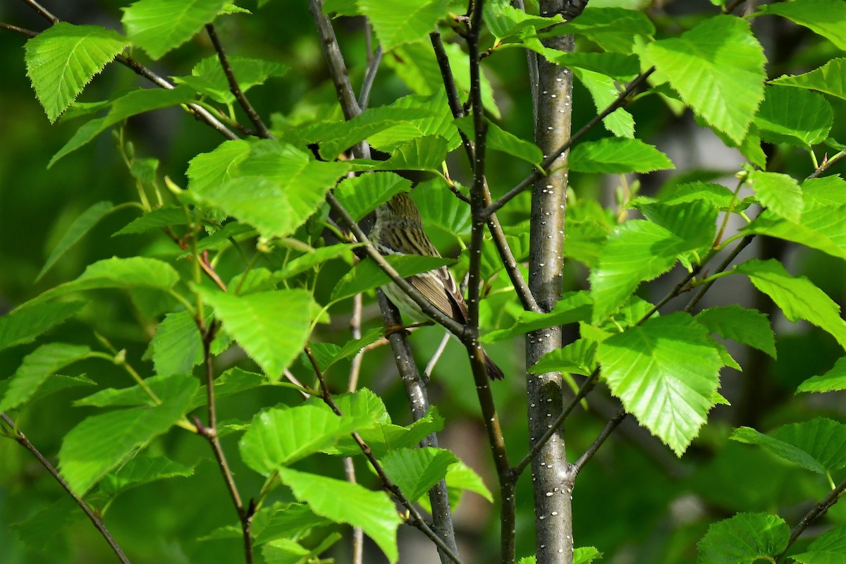 Blackpoll Warbler - ML239829031