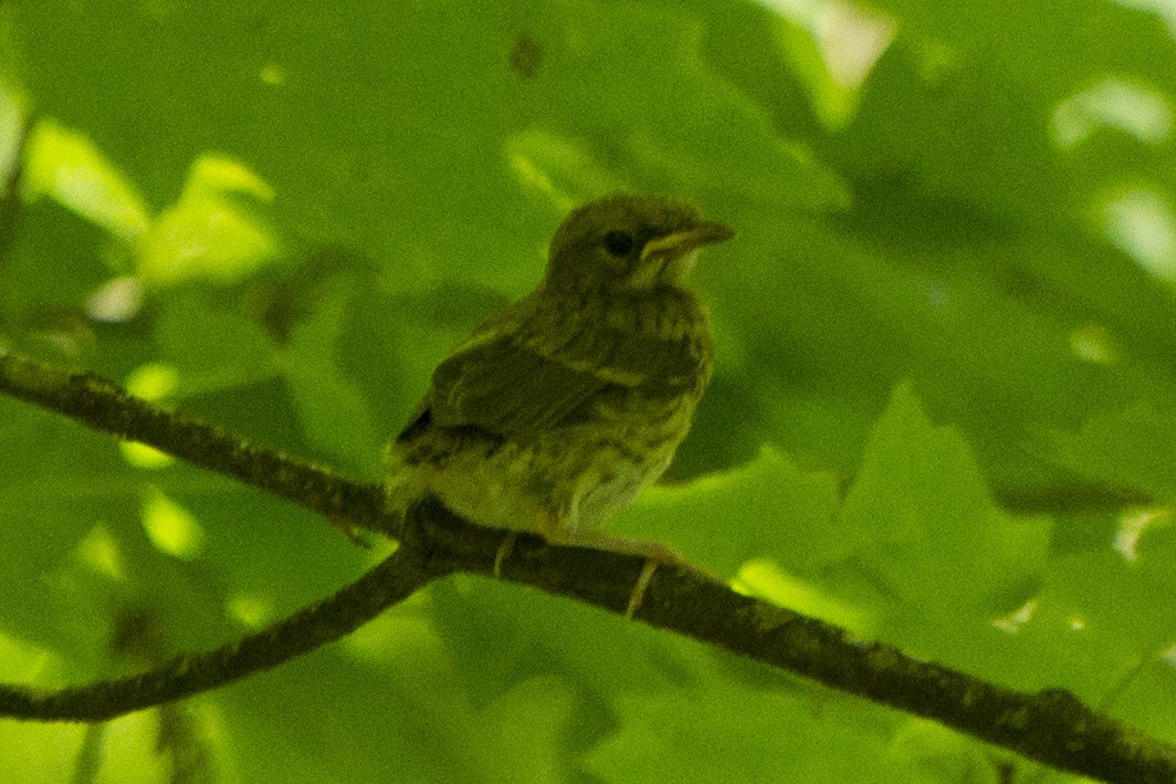 Ovenbird - ML239829221
