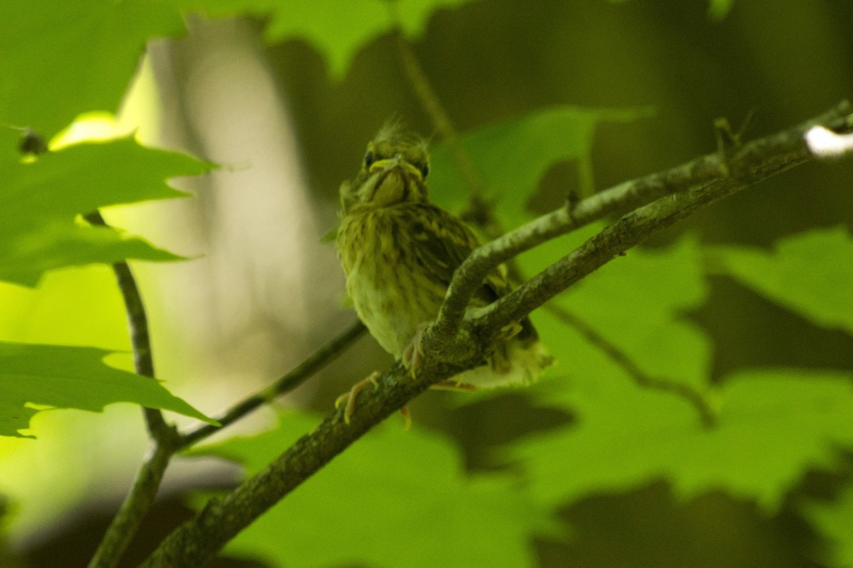 Ovenbird - ML239829301