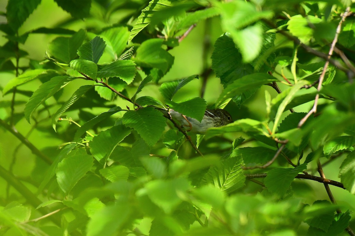 Blackpoll Warbler - ML239829581