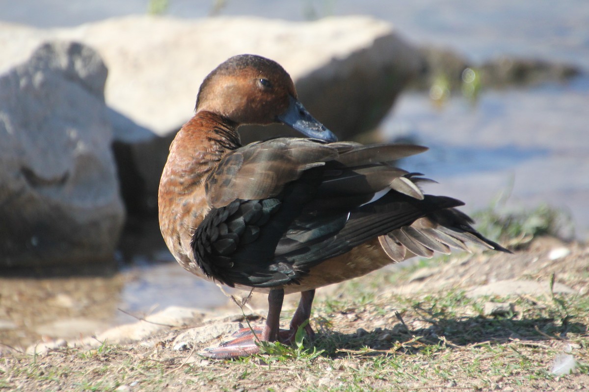 Ferruginous Duck - BettySue Dunn