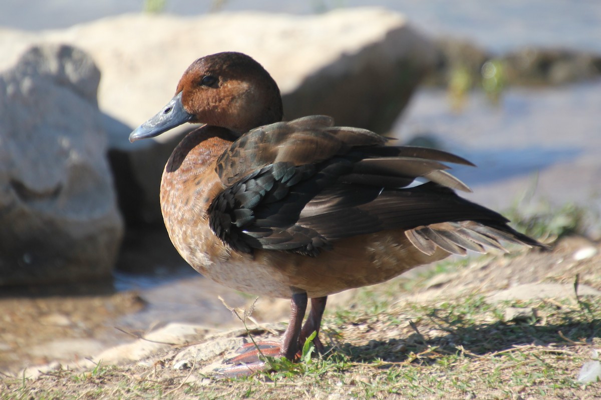 Ferruginous Duck - BettySue Dunn