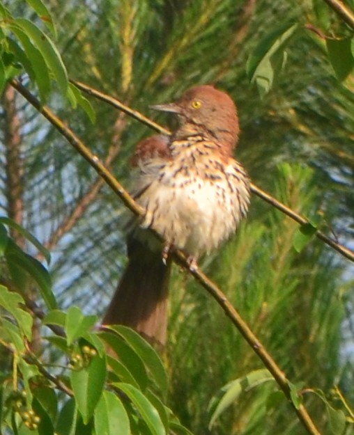 Brown Thrasher - ML239833461