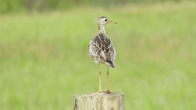 Upland Sandpiper - ML239834931