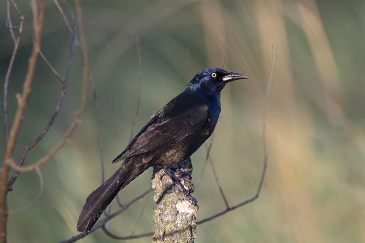 Common Grackle - ML239835101