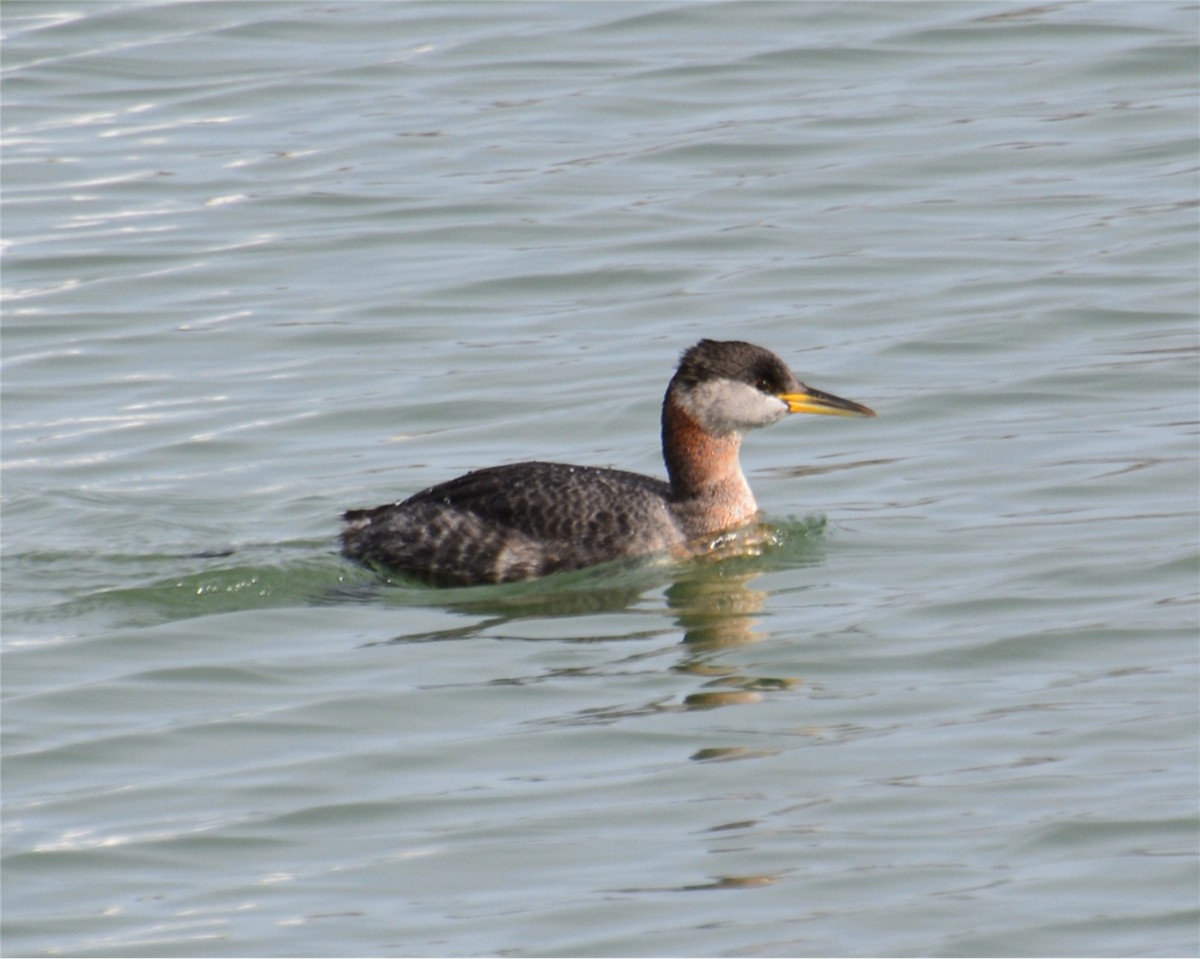 Red-necked Grebe - ML239835861