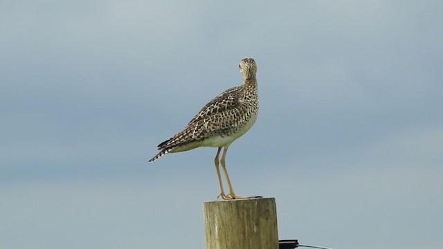 Upland Sandpiper - ML239835951