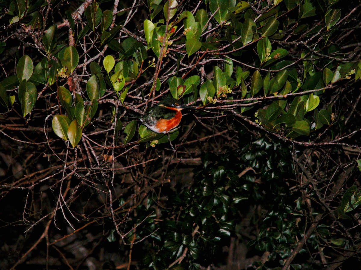 American Pygmy Kingfisher - ML239836011