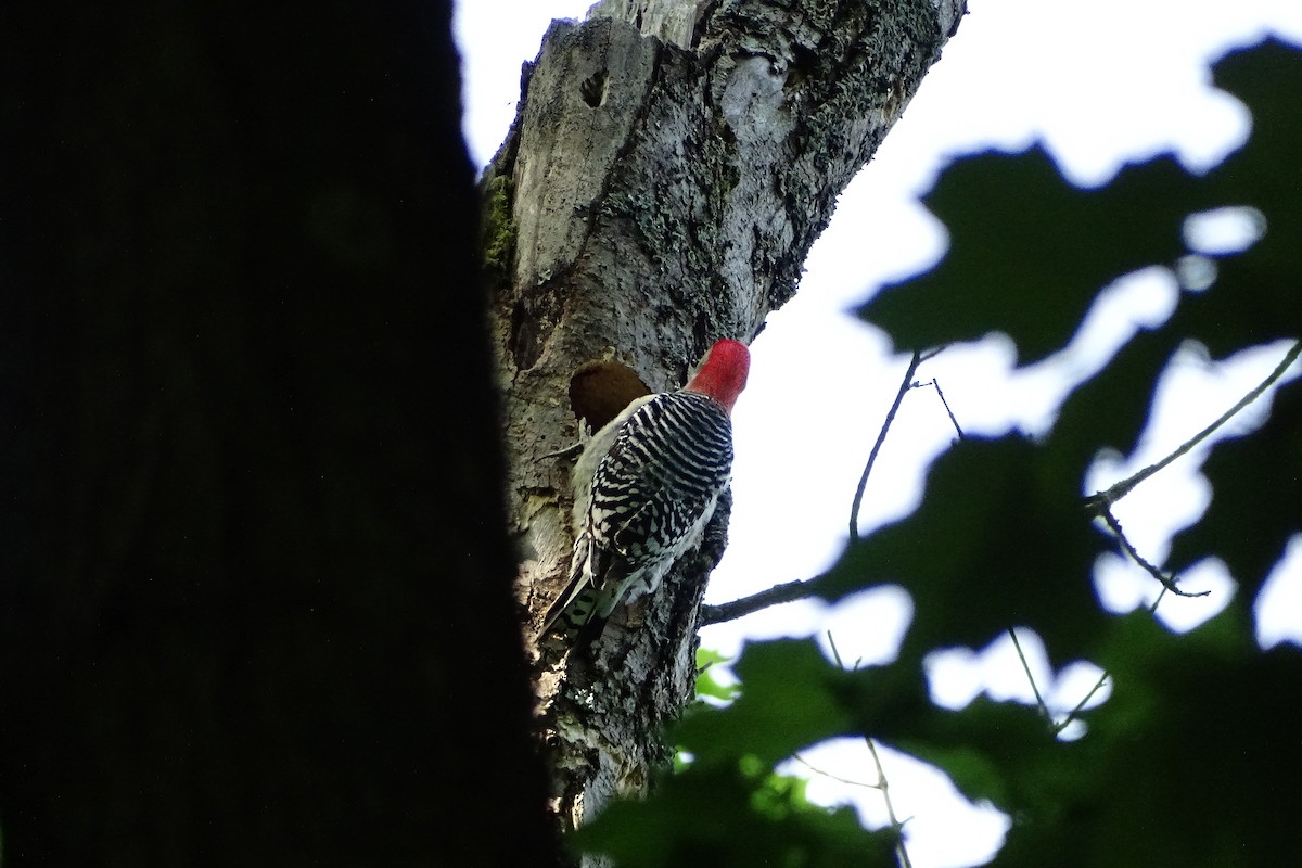 Red-bellied Woodpecker - Mark Dorriesfield