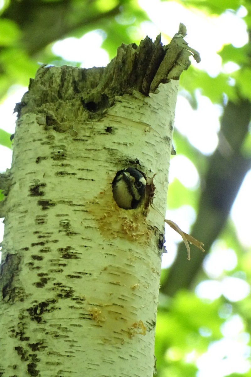 Hairy Woodpecker - Mark Dorriesfield